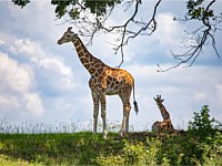 Giraffe Animal Park