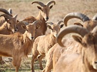Wild Ibex Animal Park