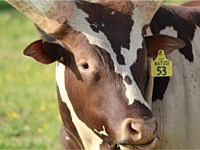 Watusi Cow Animal Park