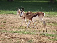 Ibex Animal Zoo