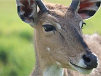 Giselle Animal Park