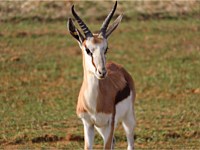 Antelope Animal Park