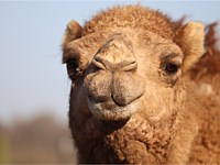 Camel Animal Park
