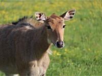 Deer Animal Park