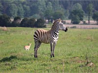 Zebra Animal Park