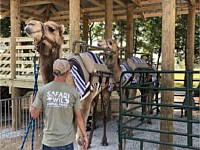 Camel Riding Zoo