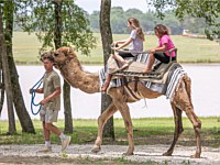 Kids Riding Camels