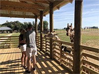 Giraffe Petting Zoo