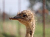 Emu Animal Park