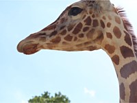 Giraffe Animal Zoo