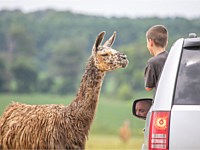 Llama Animal Encounters