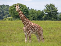 Giraffe Animal Viewing