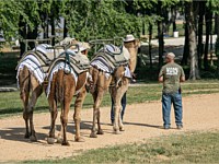 Camel Riding Zoo Park