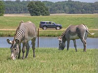 Zebra Animal Encounters