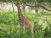Giraffe Animal Encounters