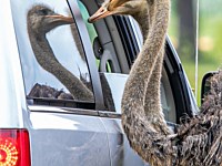 Emu Animal Encounters