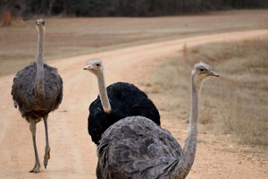 ostrich