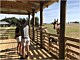 Giraffe Petting Zoo