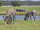 Zebra Animal Encounters