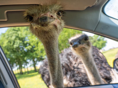 Safari Wild Animal Park, Southaven MS